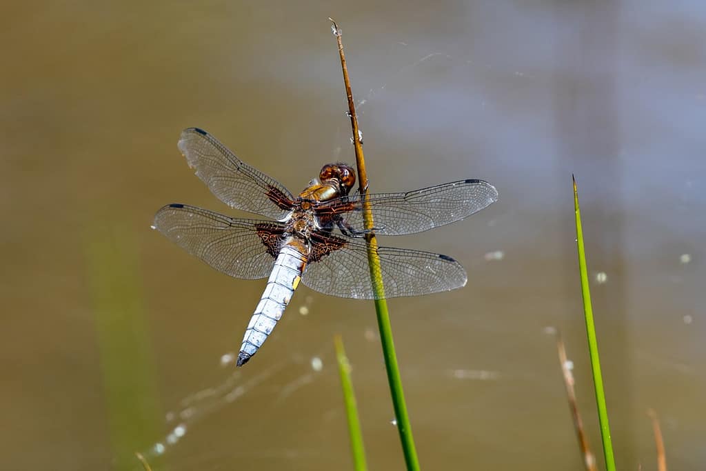 Libellulla depressa, Platbuik