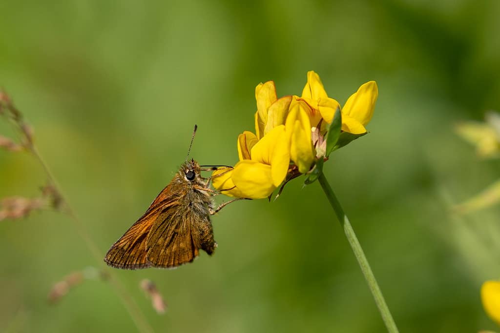 Ochlodes sylvanus, Groot dikkopje