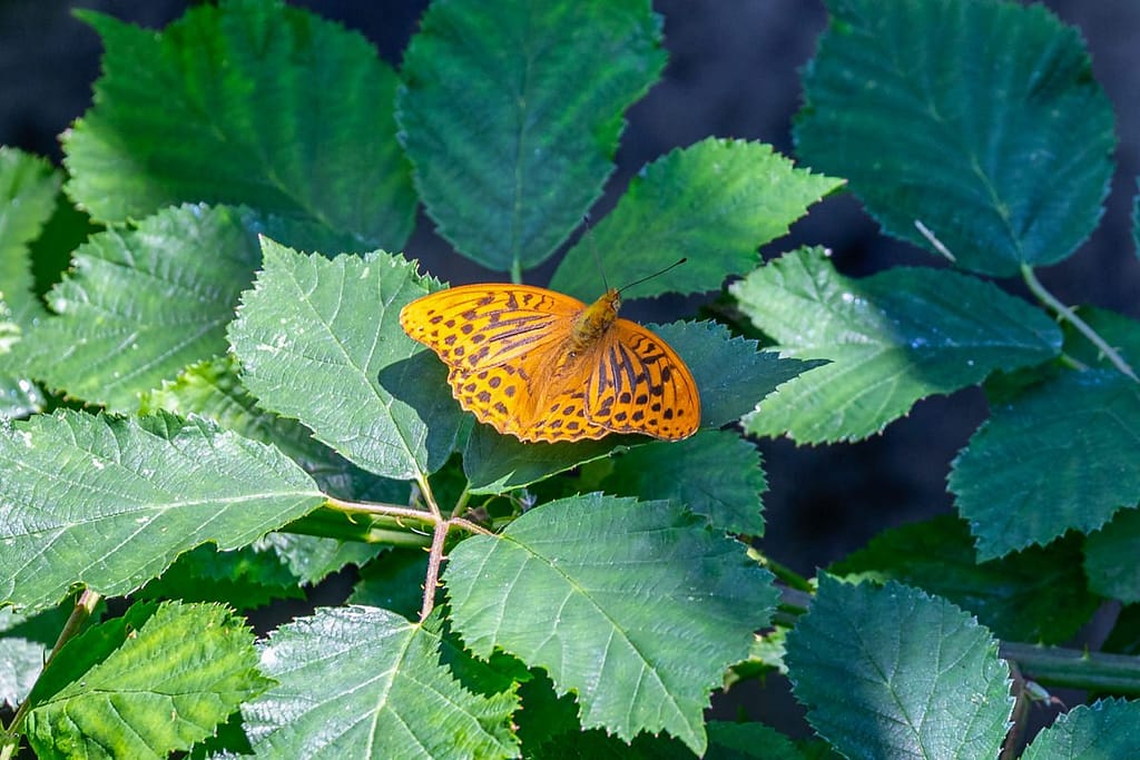 Argynnis paphia, Keizersmantel