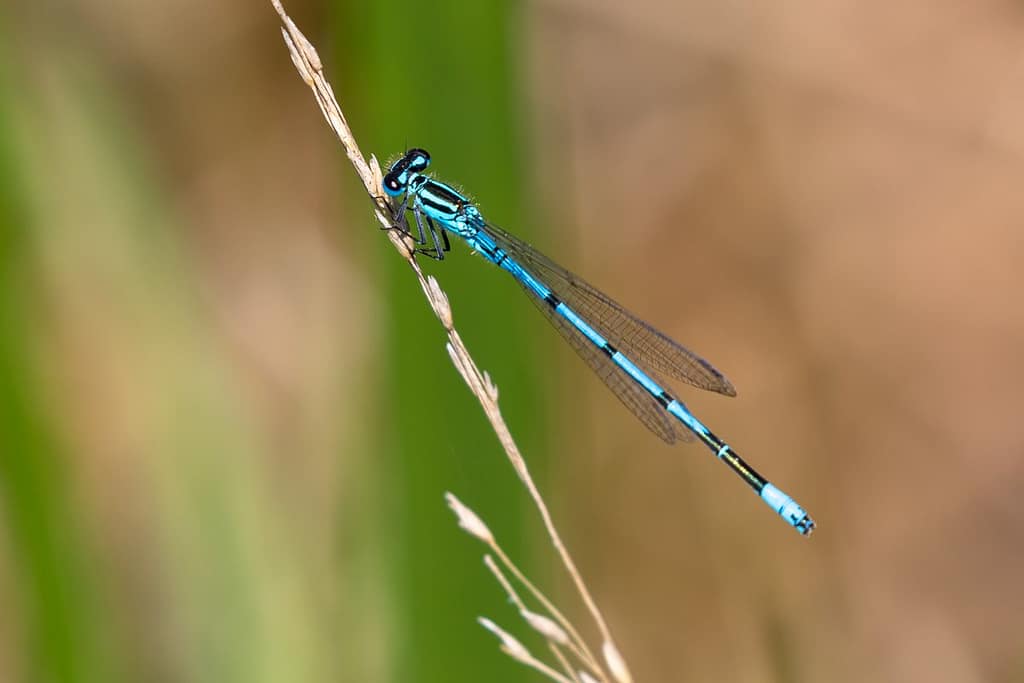 Coenagrion paella, Azuurwaterjuffer