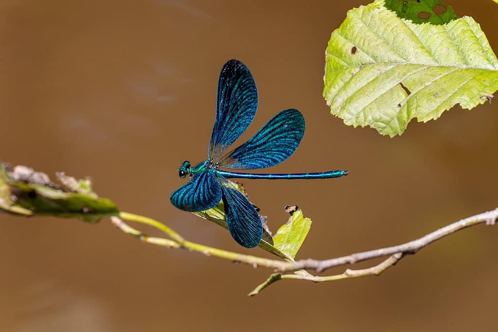 Calopteryx splendens, Weidebeekjuffer