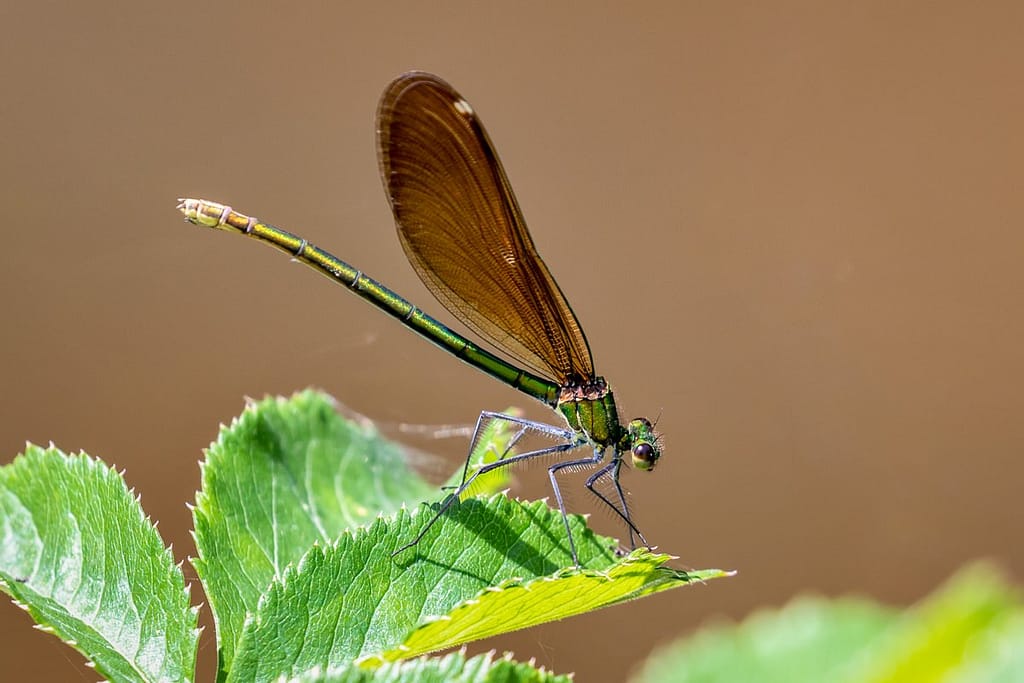 Calopteryx virgo, Bosbeekjuffer