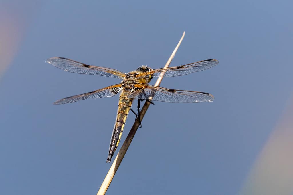 Libellula quadrimaculata, Viervlek