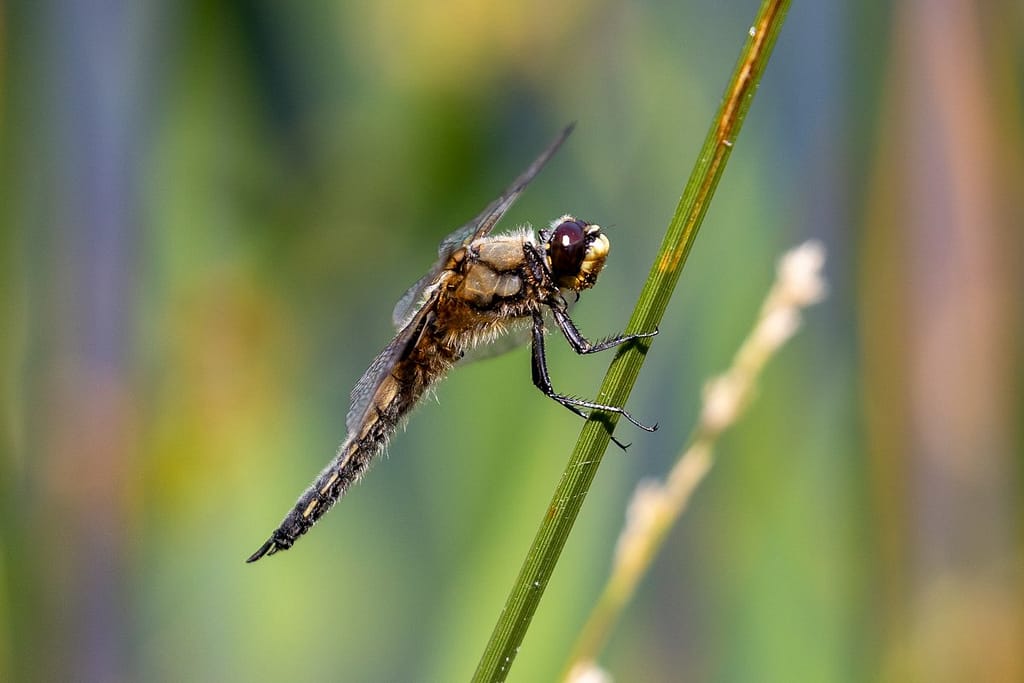 Libellula quadrimaculata, Viervlek