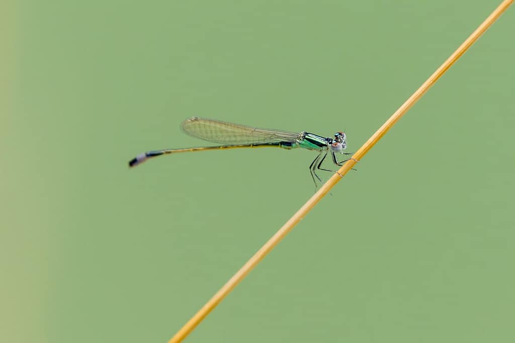 Ischnura elegans, Lantaarntje