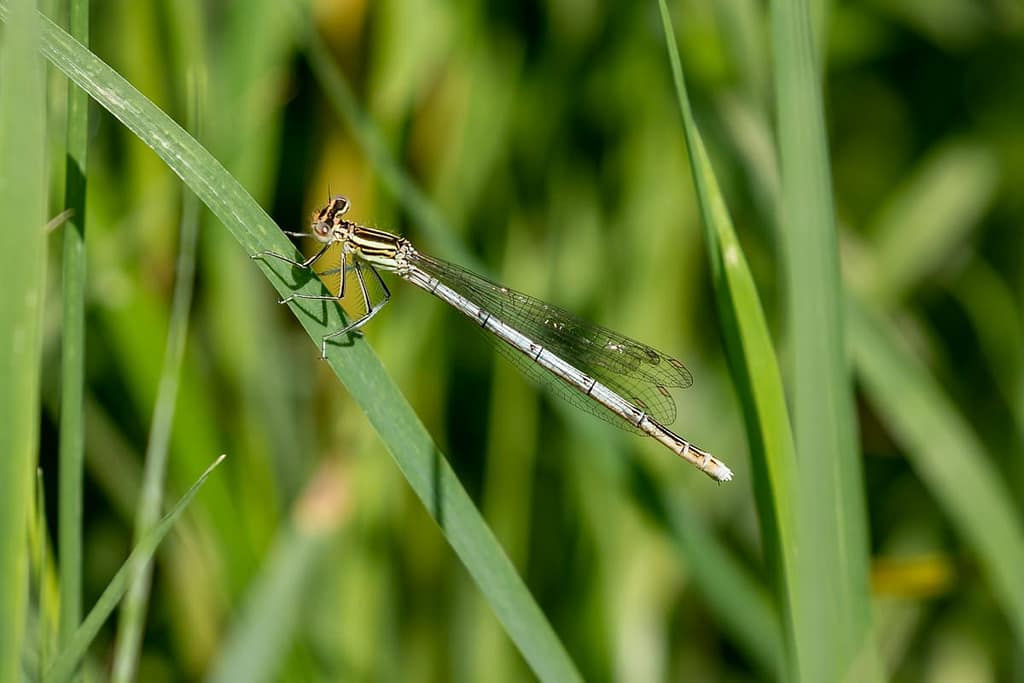 Platycmesis pennipes, Blauwe breedscheenjuffer