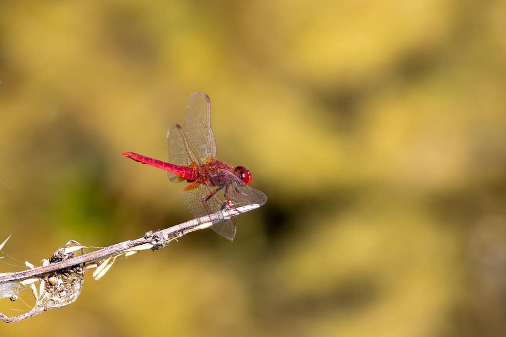 Crocothemis erythraea, Vuurlibel
