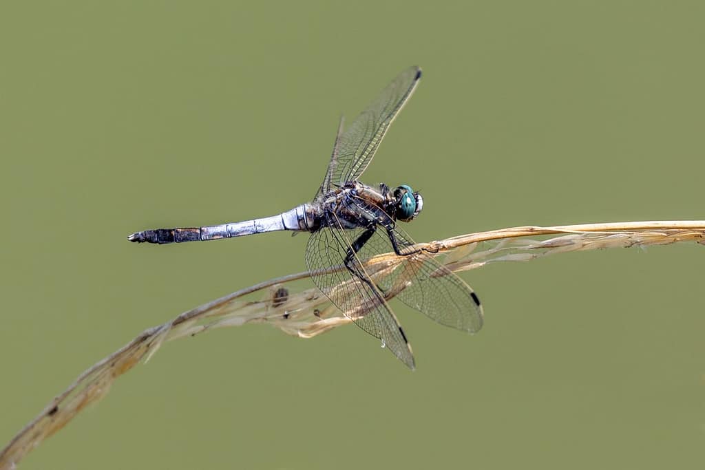 Orthetrum albistylum, Witpuntoeverlibel