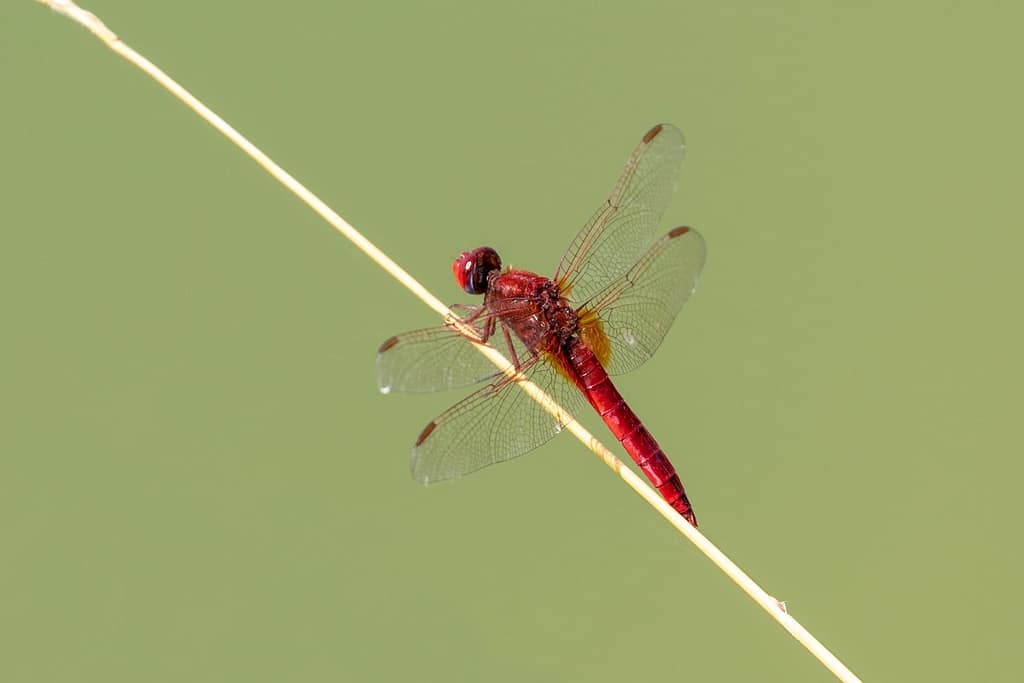 Crocothemis erythraea, Vuurlibel