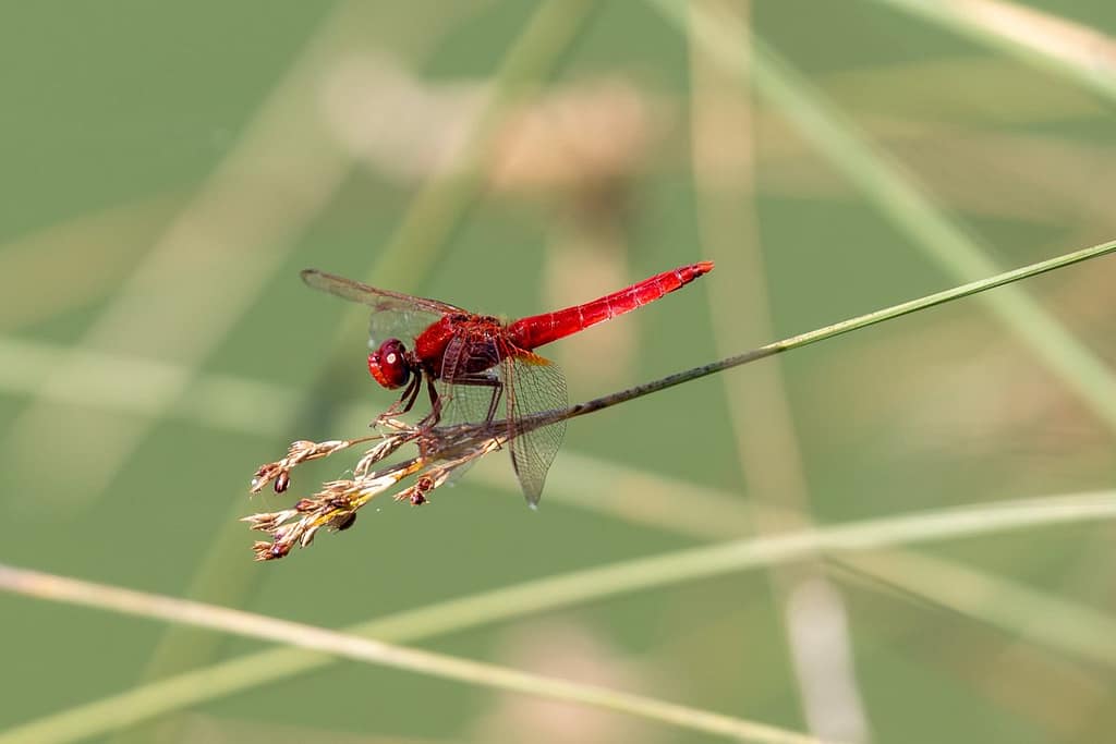 Crocothemis erythraea, Vuurlibel