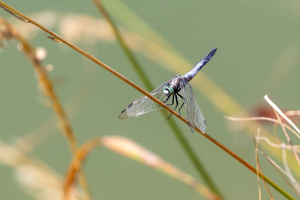Orthetrum albistylum, Witpuntoeverlibel