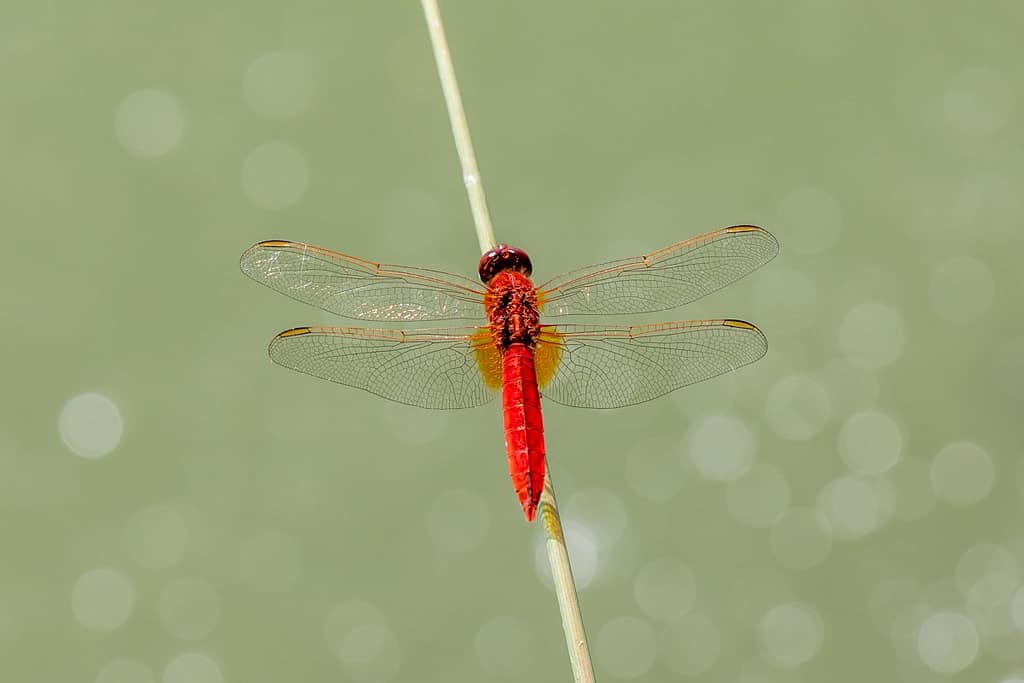 Crocothemis erythraea, Vuurlibel