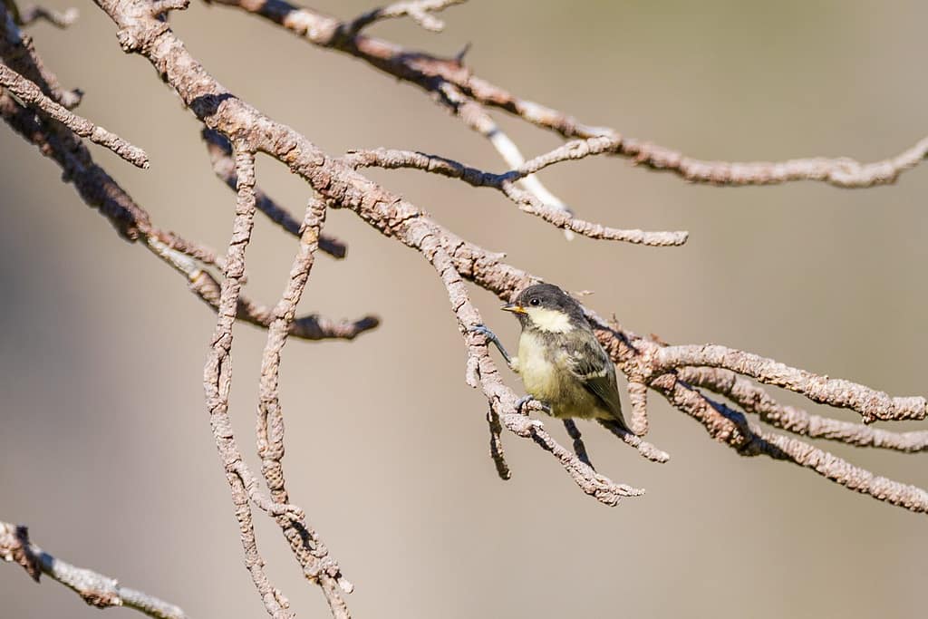 Periparus ater, Zwarte mees