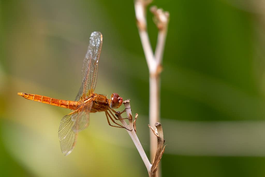 Crocothemis erythraea, Vuurlibel
