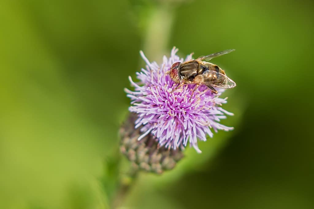 Eristalinus sepulchralis, Weidevlekoog
