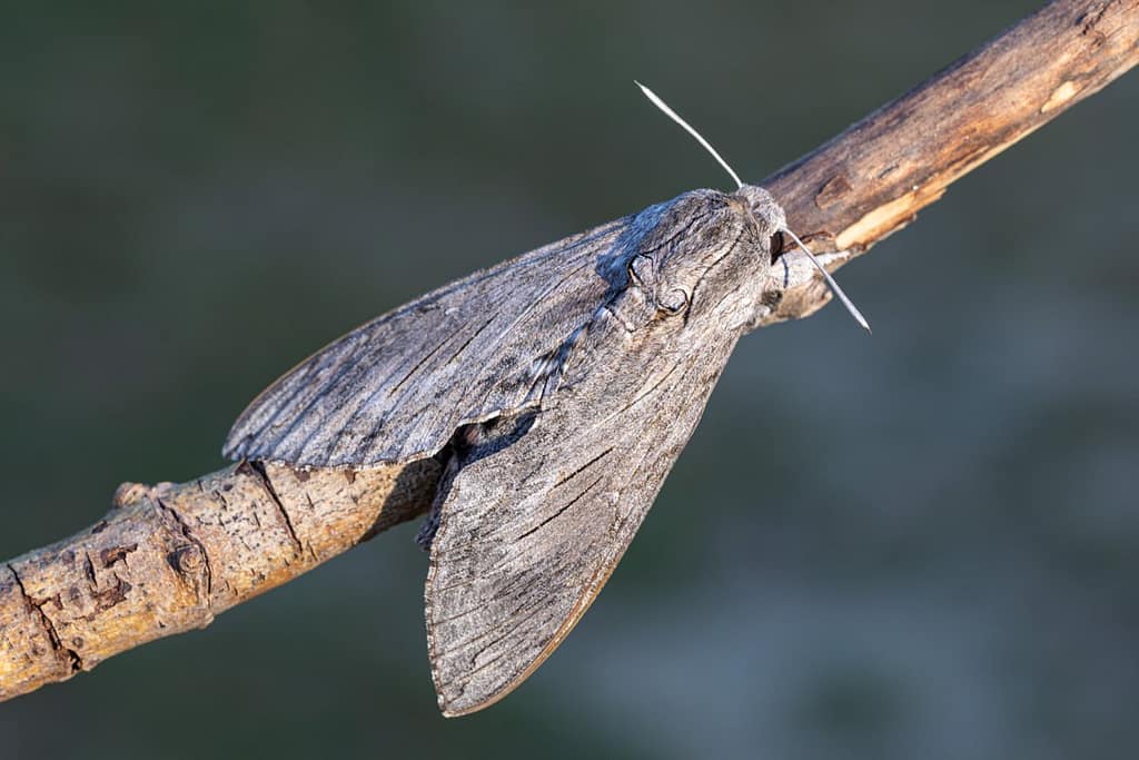 Agrius convolvuli, windepijlstaart