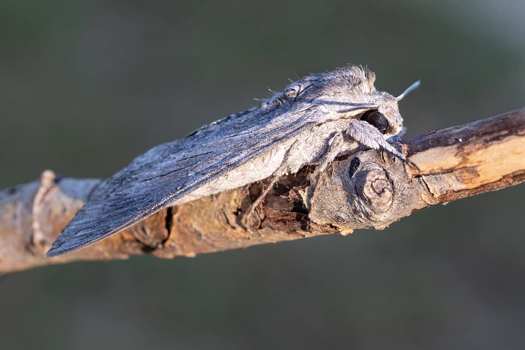 Agrius convolvuli, windepijlstaart
