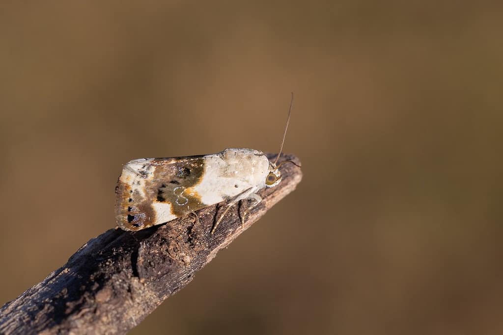 Acontia Lucida, Bleekschouderuil