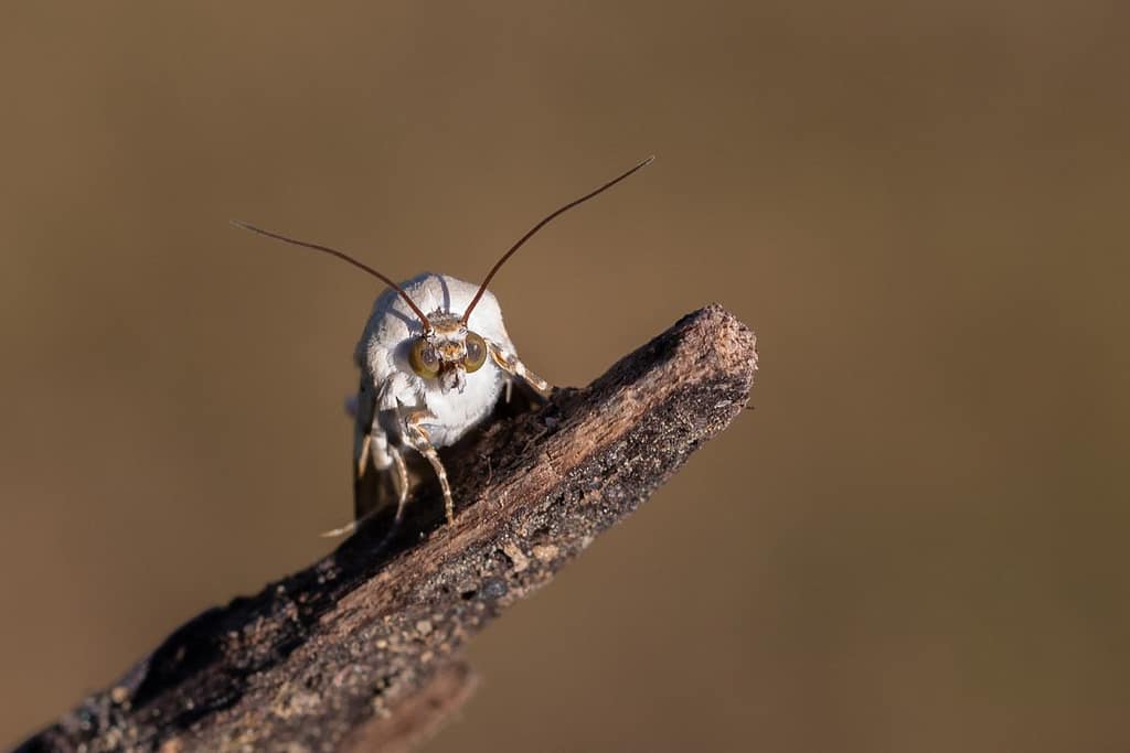 Acontia Lucida, Bleekschouderuil