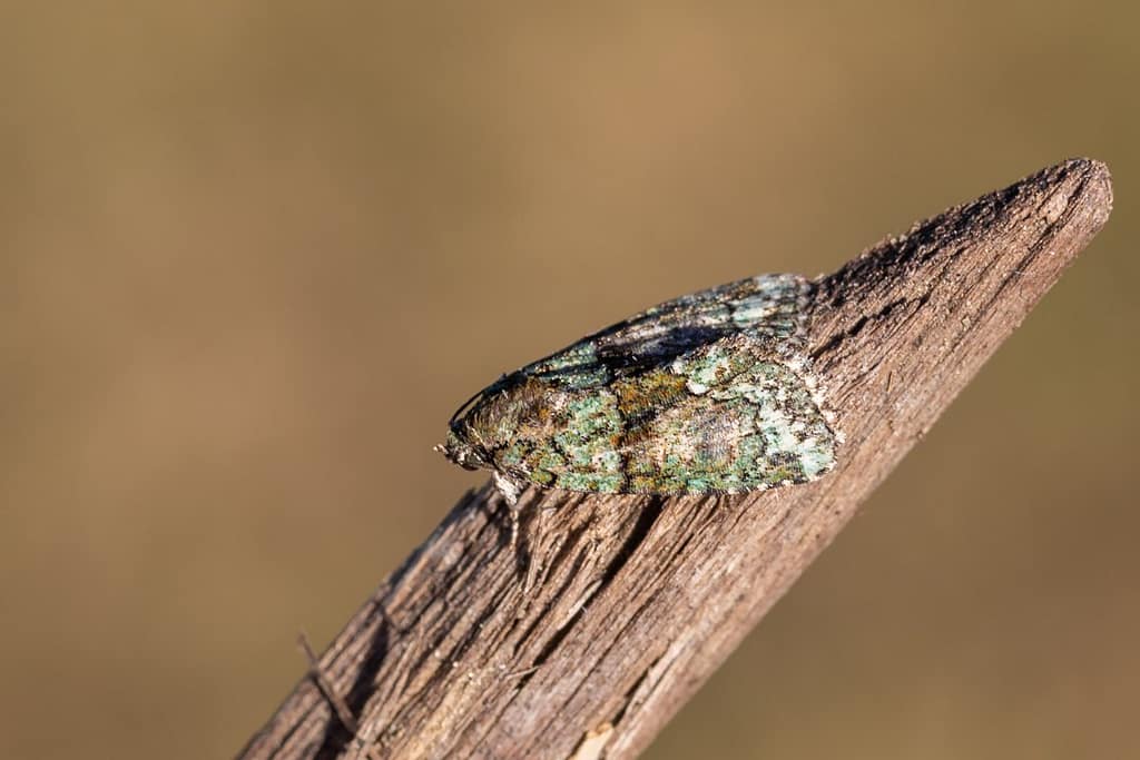 Cryphia algae, Donkergroene korstmosuil