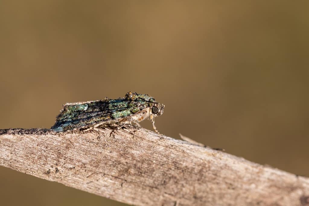 Cryphia algae, Donkergroene korstmosuil