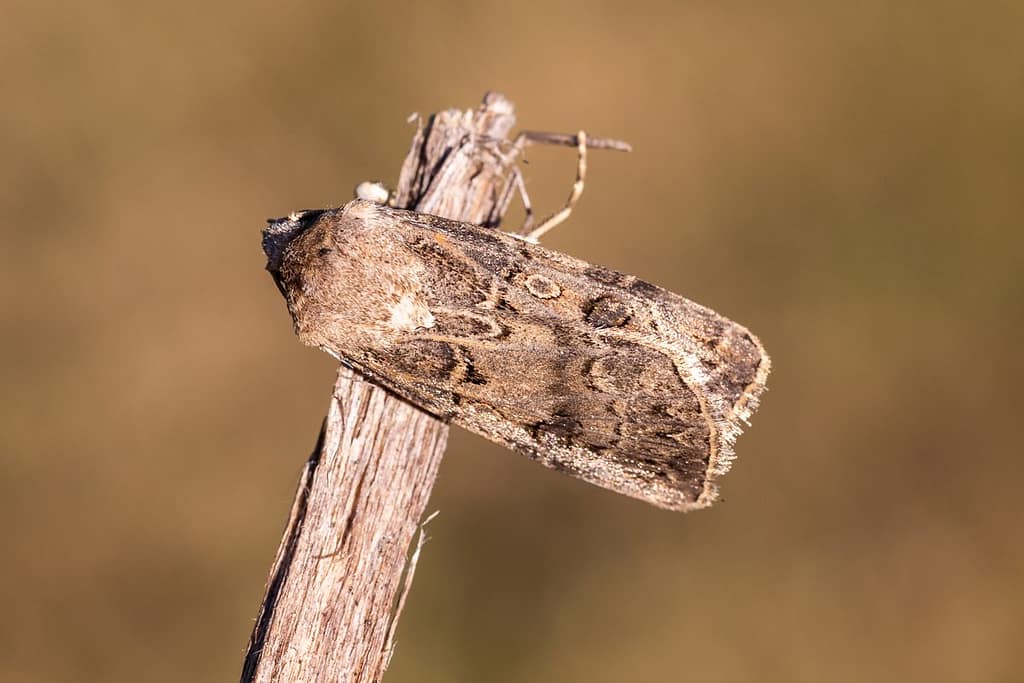 Agrotis bigramma