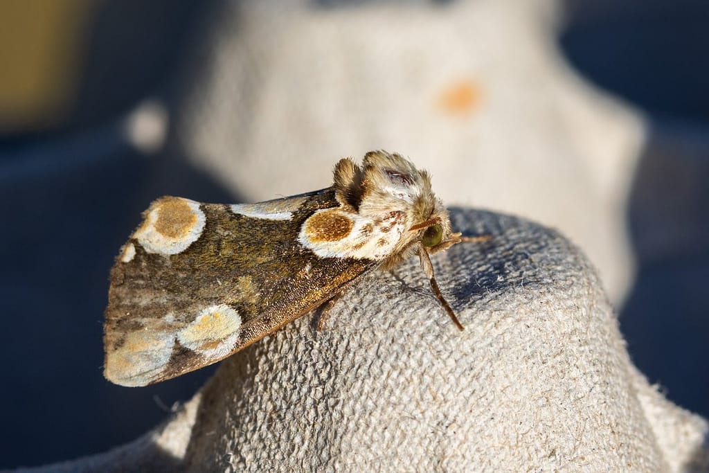 Thyatira batis, braamvlinder