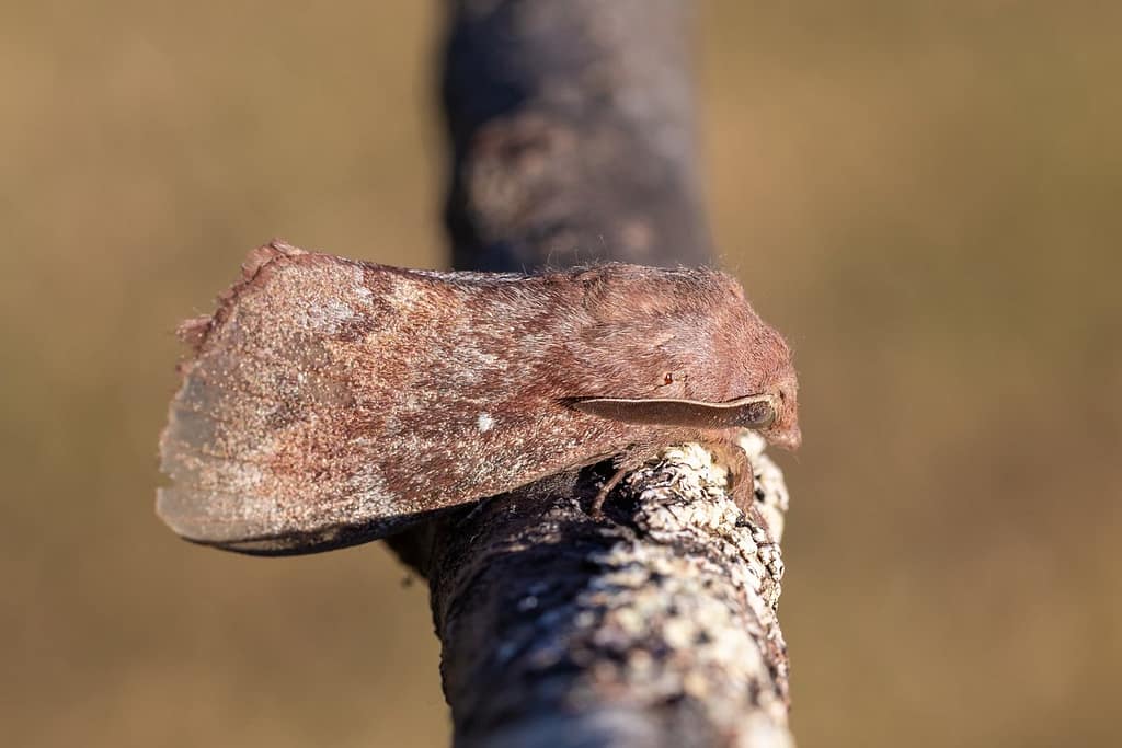 Dendrolimus pini, Dennenspinner