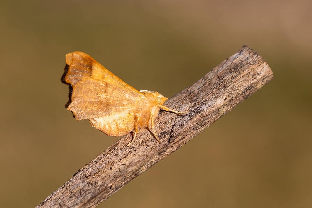 Ennomos fuscantaria, Essenspanner