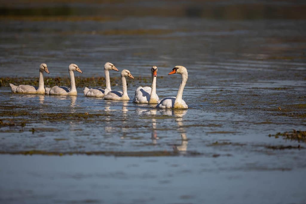 Cygnus olor, Knobbelzwaan