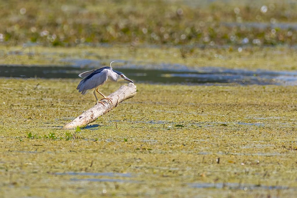 Nycticorax nycticorax, Kwak