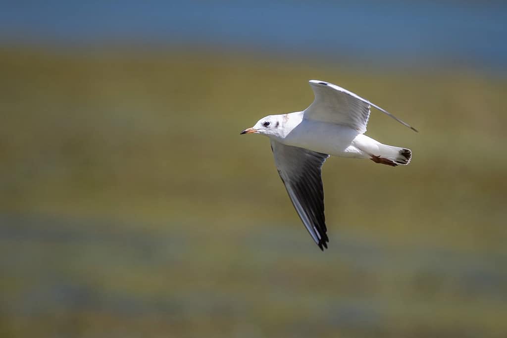Chroicocephalus ridibundus, Kokmeeuw