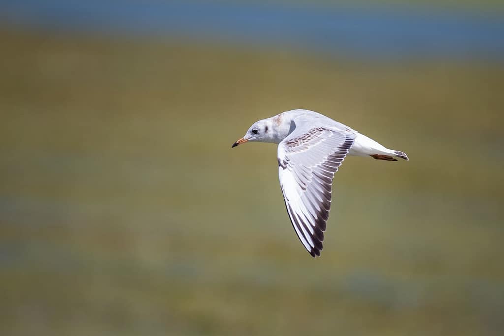 Chroicocephalus ridibundus, Kokmeeuw