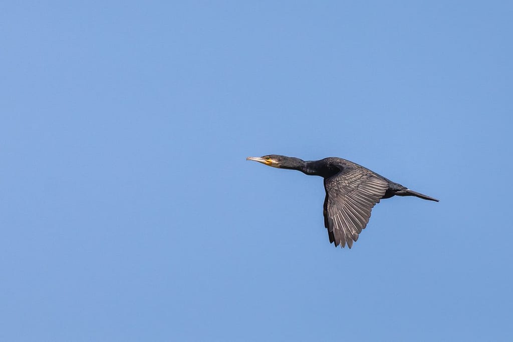 Phalacrocorax carbo, Aalscholver