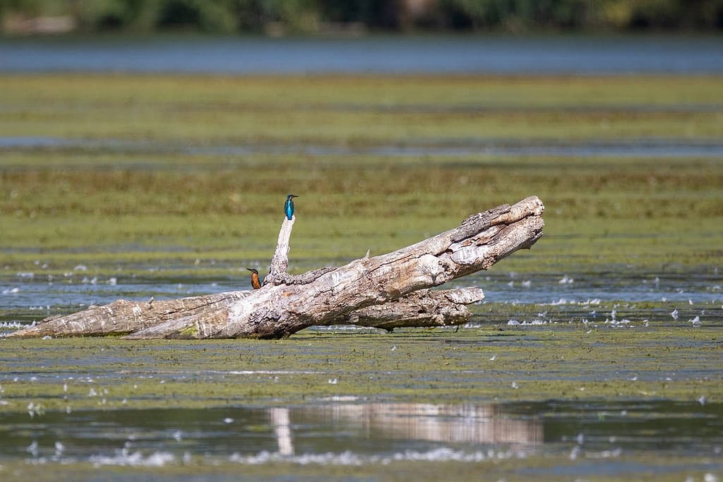 Alcedo atthis, IJsvogel