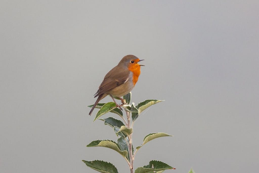 Erithacus rubecula, Roodborst