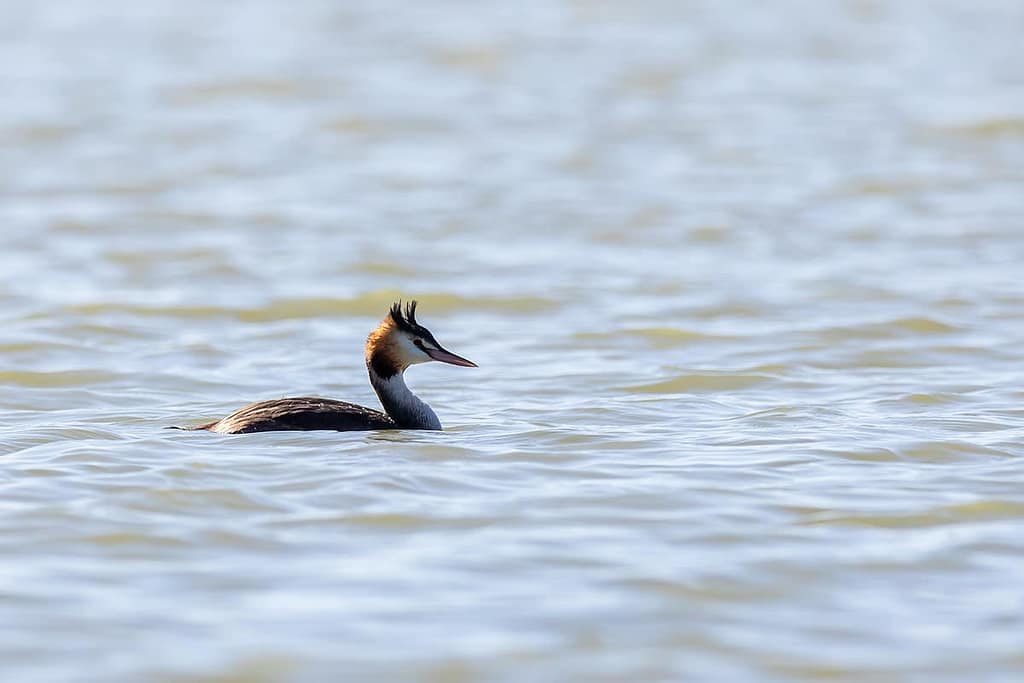 Podiceps cristatus, Fuut