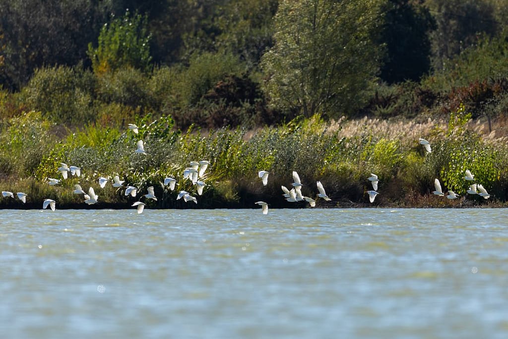 Bubulcus ibis, Koereigers