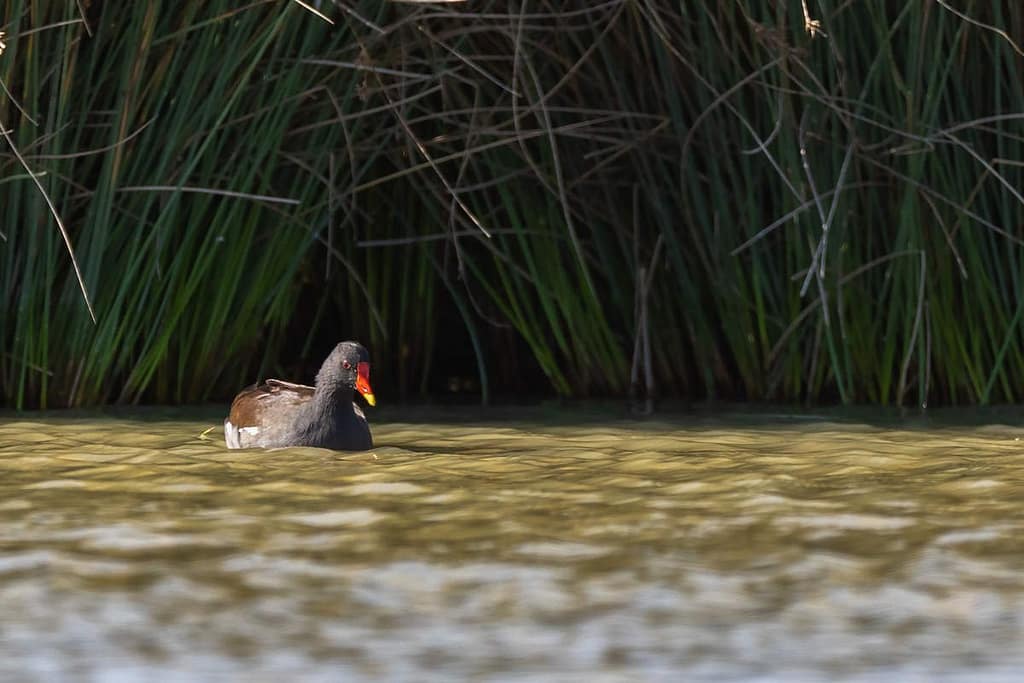 Gallinula chloropus, Waterhoen