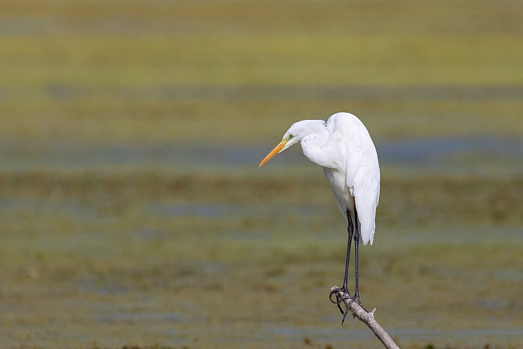 Ardea alba, Grote zilverreiger