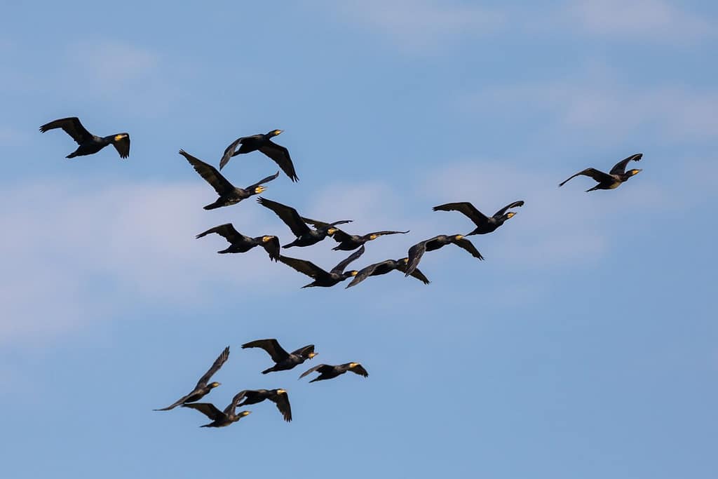 Phalacrocorax carbo, Aalscholver