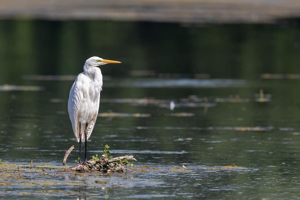 Ardea alba, Grote zilverreiger