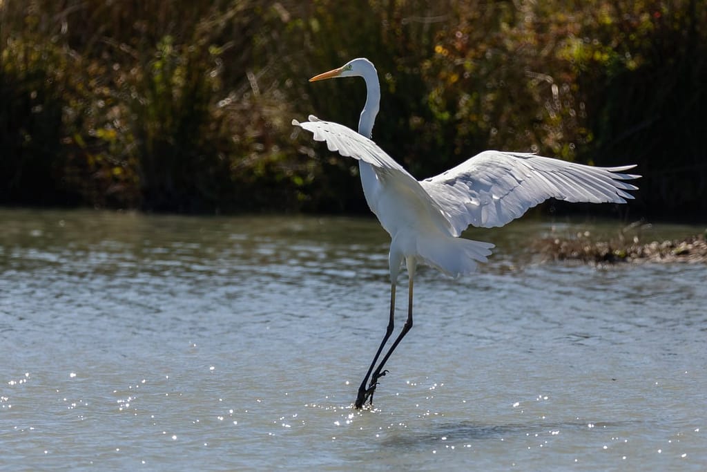 Ardea Alba, Zilverreiger