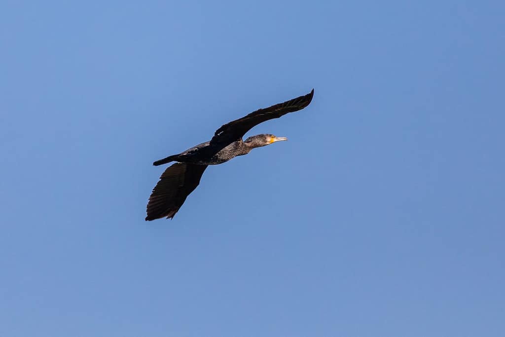Ardea Alba, Zilverreiger