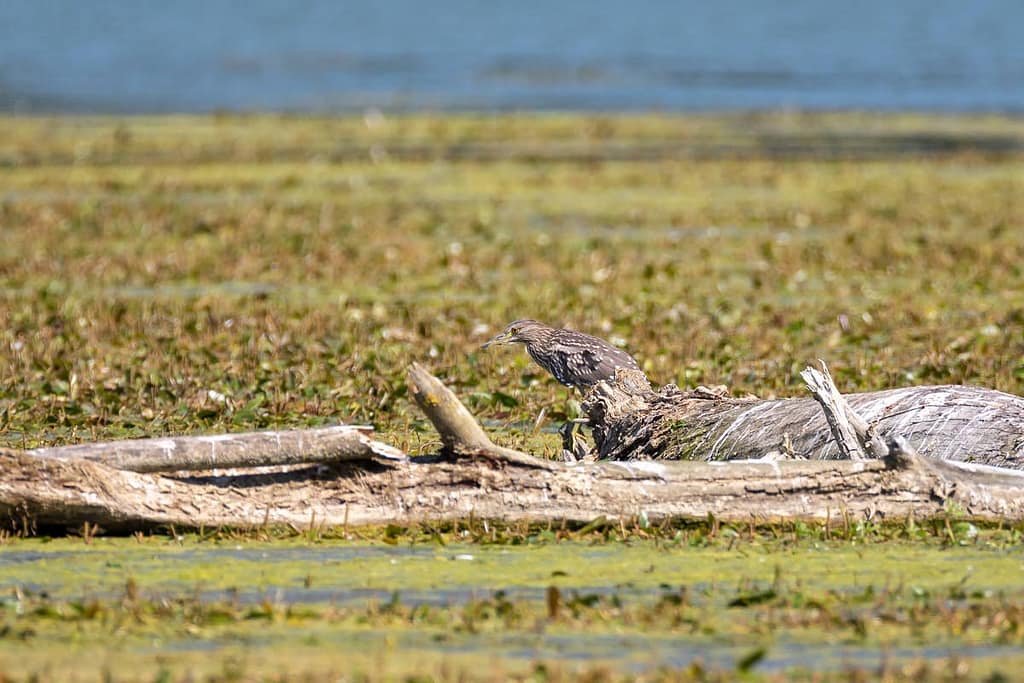 Nycticorax nycticorax, Kwak, Juviniel