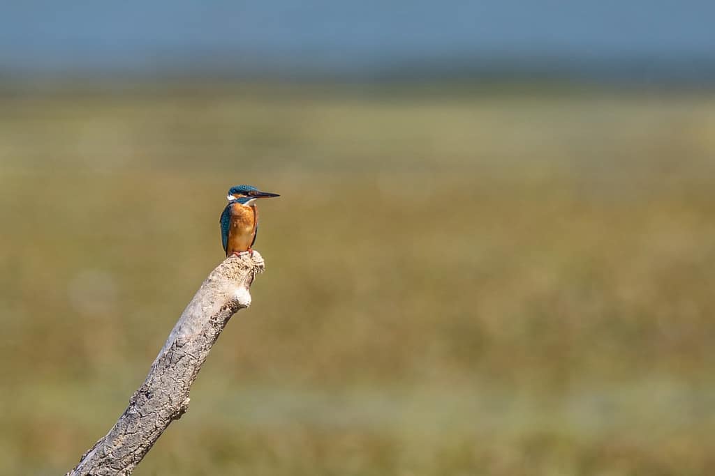 Alcedo atthis, IJsvogel