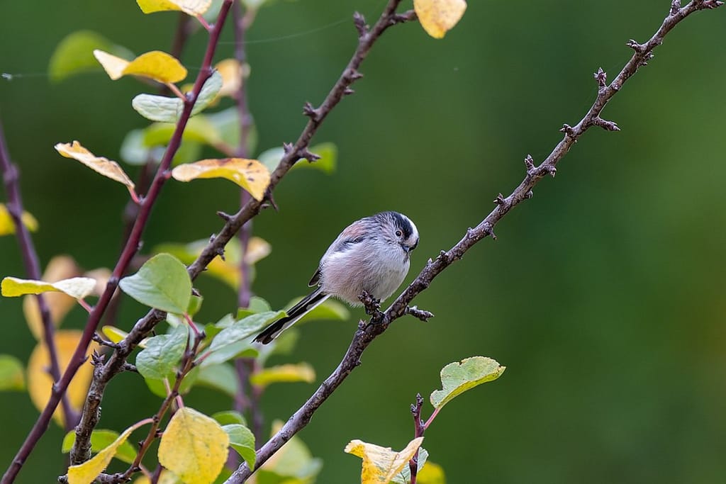 Aegithalos caudatus, Staartmees