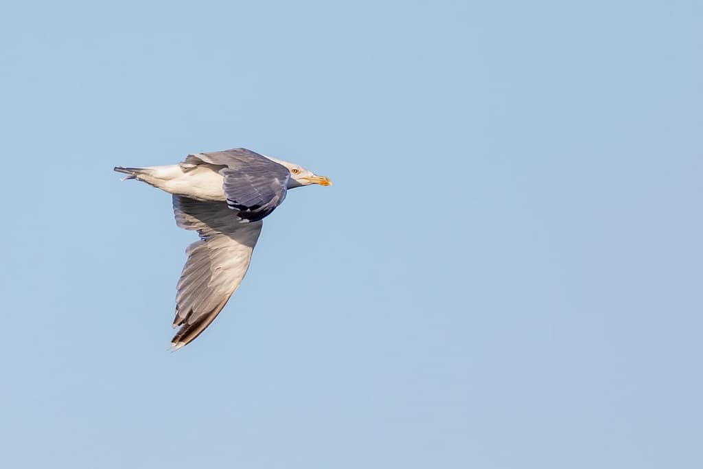 Larus argentatus, Zilvermeeuw