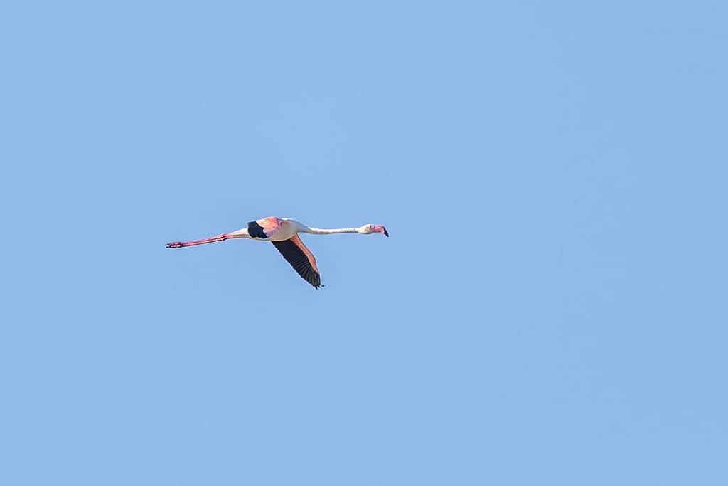 Phoenicopterus roseus, Flamingo