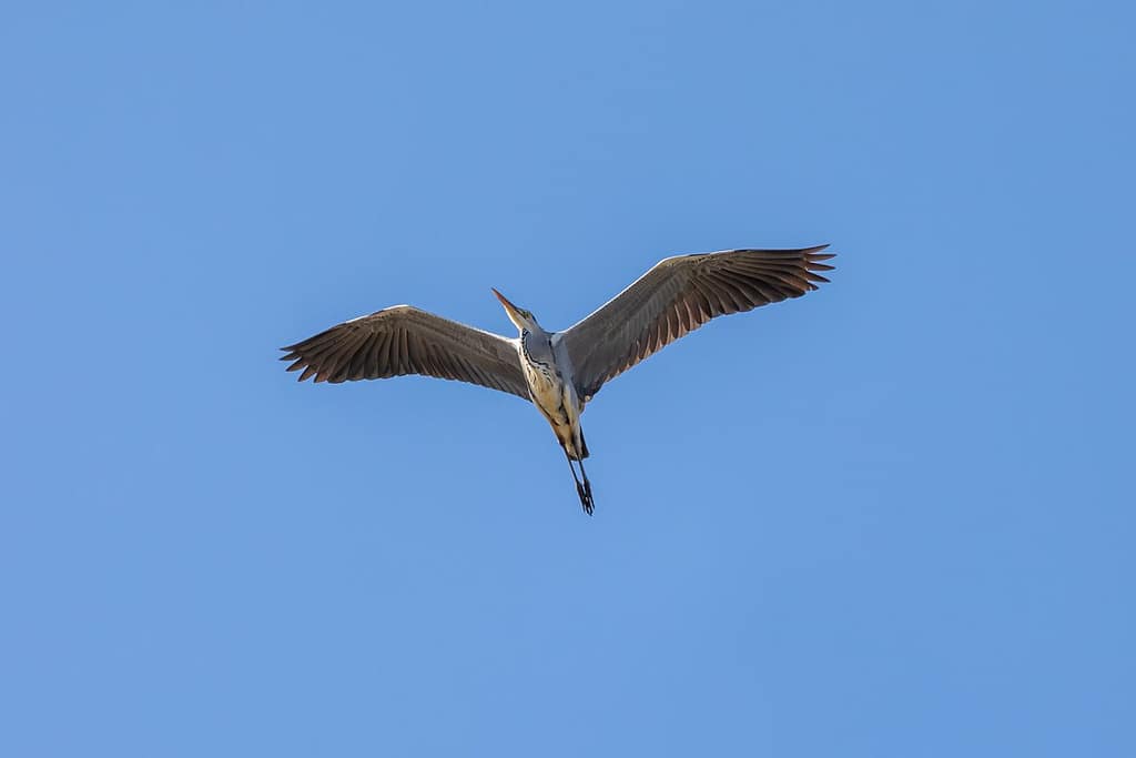 Ardea cinerea, Blauwe reiger
